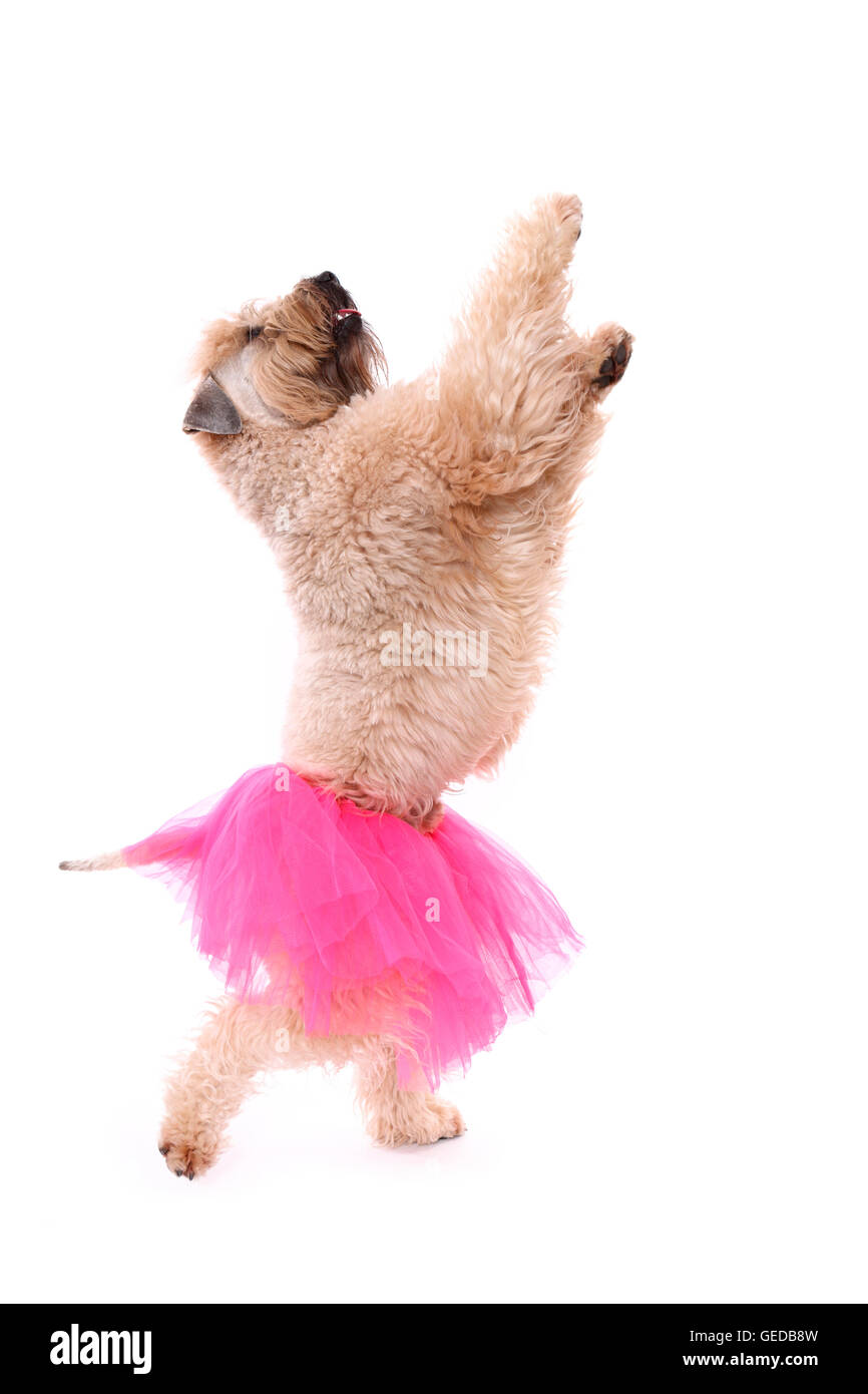 Irlandese rivestito morbido Wheaten Terrier. Maschio adulto in piedi sulle zampe posteriori, indossando una rosa tutu. Studio Immagine contro uno sfondo bianco, Germania Foto Stock