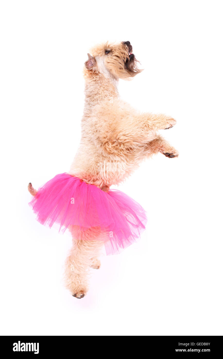 Irlandese rivestito morbido Wheaten Terrier. Maschio adulto in piedi sulle zampe posteriori, indossando una rosa tutu. Studio Immagine contro uno sfondo bianco, Germania Foto Stock