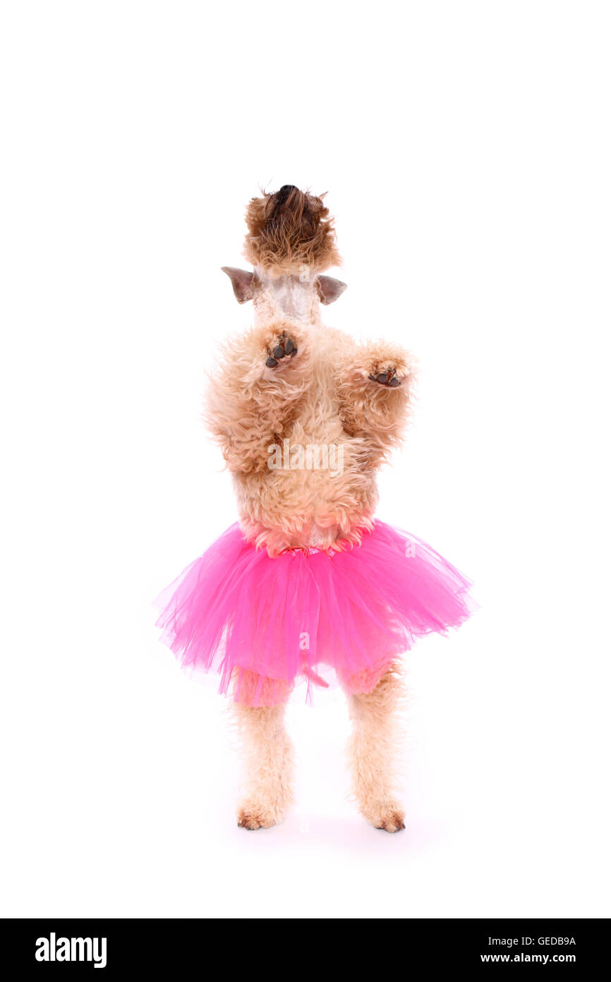 Irlandese rivestito morbido Wheaten Terrier. Maschio adulto in piedi sulle zampe posteriori, indossando una rosa tutu. Studio Immagine contro uno sfondo bianco, Germania Foto Stock