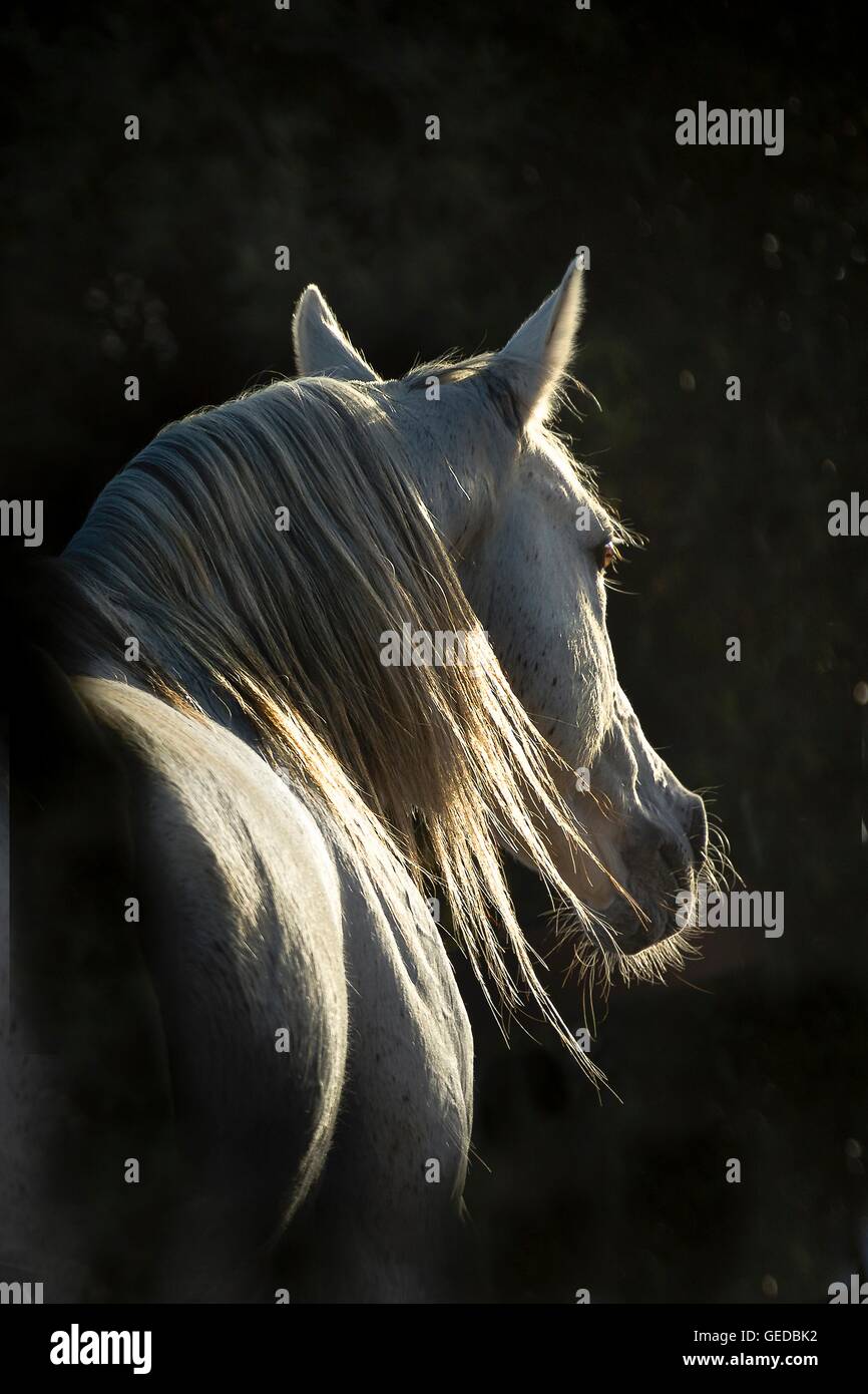 Arabian Horse. Ritratto di stallone grigio, visto contro uno sfondo nero. La Tunisia Foto Stock