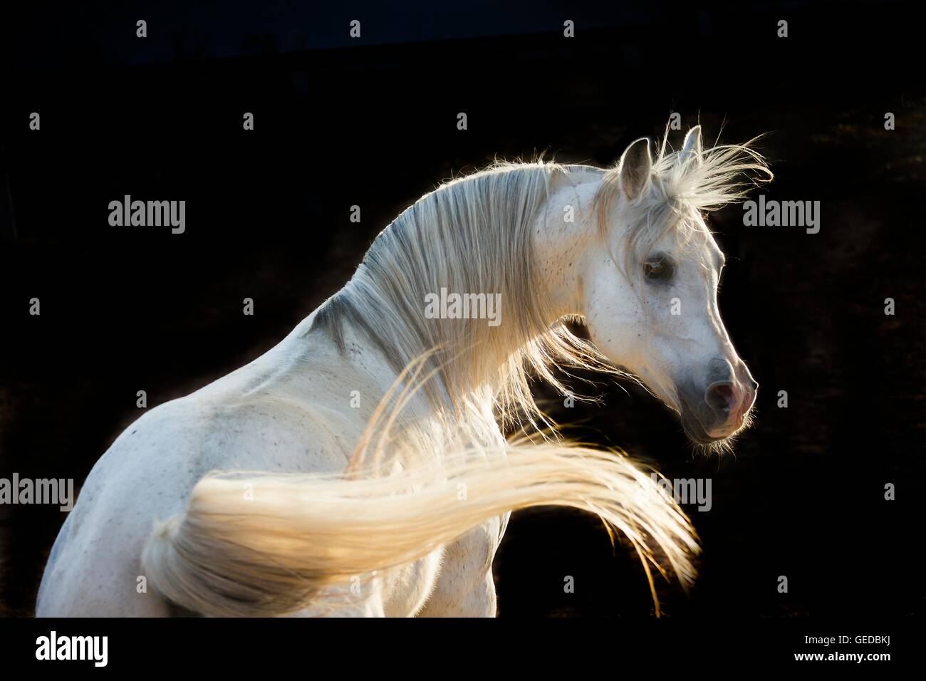 Arabian Horse. Ritratto di stallone grigio, visto contro uno sfondo nero. La Tunisia Foto Stock