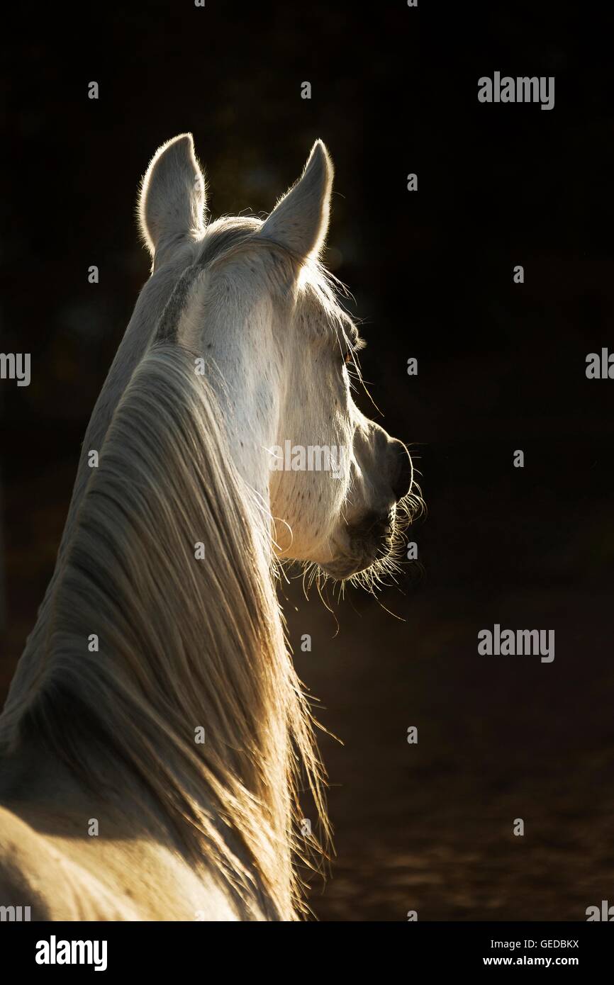 Arabian Horse. Ritratto di stallone grigio, visto contro uno sfondo nero. La Tunisia Foto Stock