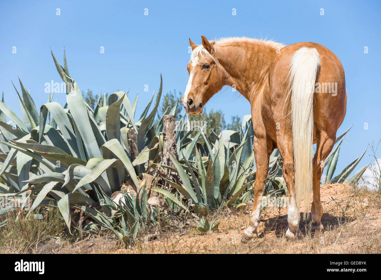 Barb cavallo. Palomino stallone in piedi di fronte a Agave. La Tunisia Foto Stock
