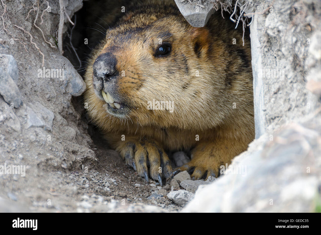 La marmotta himalayana, vicino Shingdo, Ladakh, Jammu e Kashmir India Foto Stock