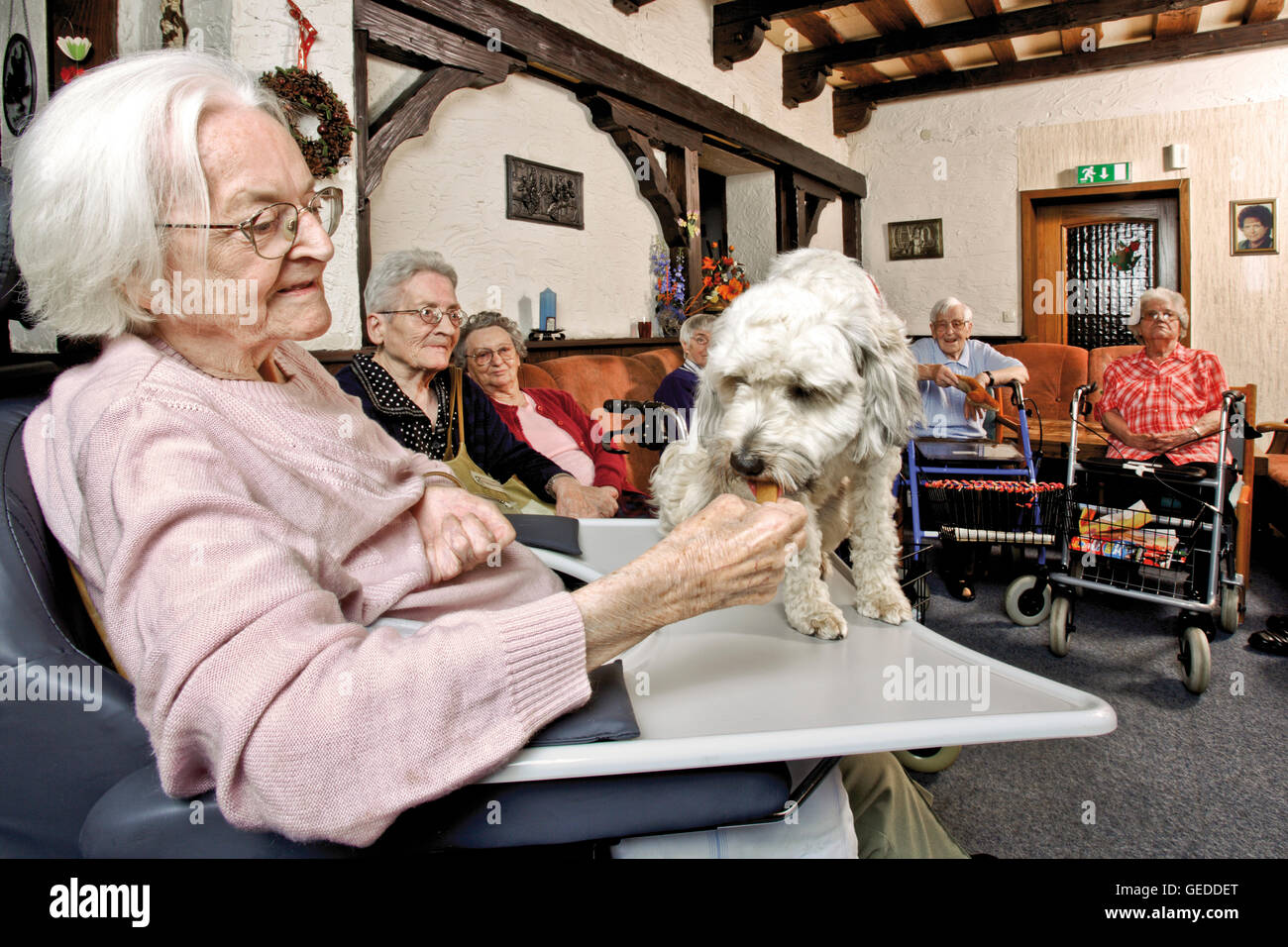 Donna anziana visitato da un cane in una casa di cura Foto Stock