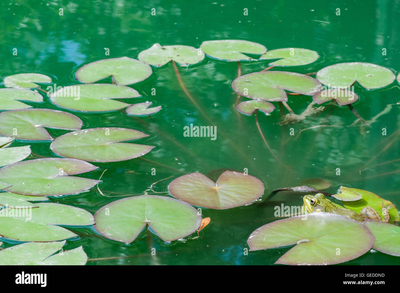 Bullfrog seduta in una palude con lilly pad. Foto Stock