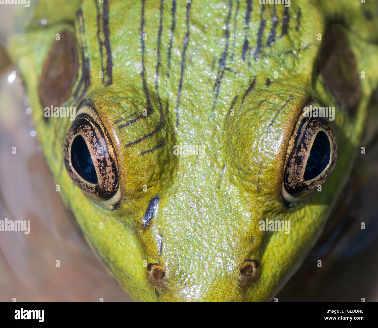 Macro closeup di Bullfrog in una palude. Foto Stock