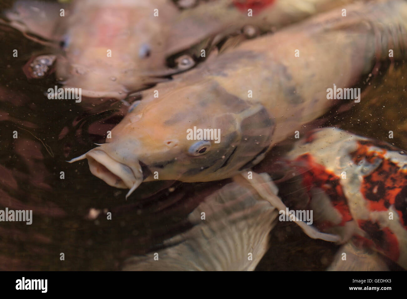 Uno spettacolare pesce Koi, Cyprinus carpio haematopterus, mangiare in un koi pond in Giappone Foto Stock