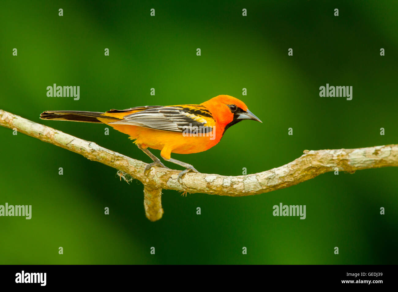 Streak-backed Rigogolo ittero pustulatus microstictus El tuito, Jalisco, Messico 12 giugno maschio adulto Icteridae Foto Stock