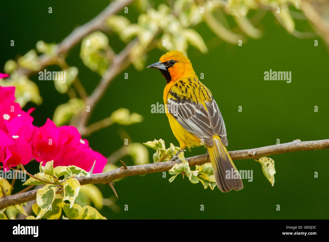 Streak-backed Rigogolo ittero pustulatus microstictus El tuito, Jalisco, Messico 12 giugno femmina adulta Icteridae Foto Stock