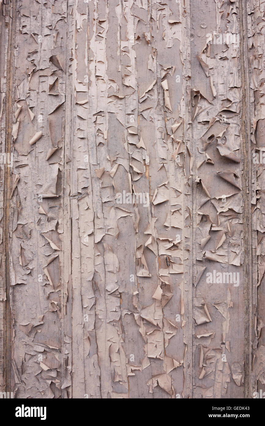 Peeling texture di vernice su una porta di legno con incrinature Foto Stock