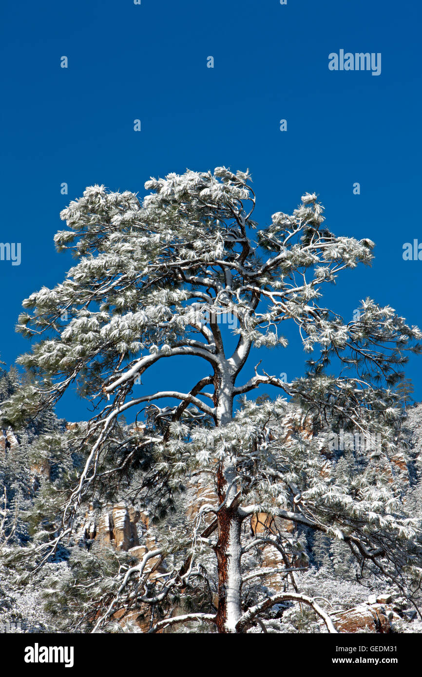 Geografia / viaggi, USA, Arizona, Sedona, Slide Rock State Park, a Sedona, in Arizona, Oak Creek Canyon, No-Exclusive-uso Foto Stock