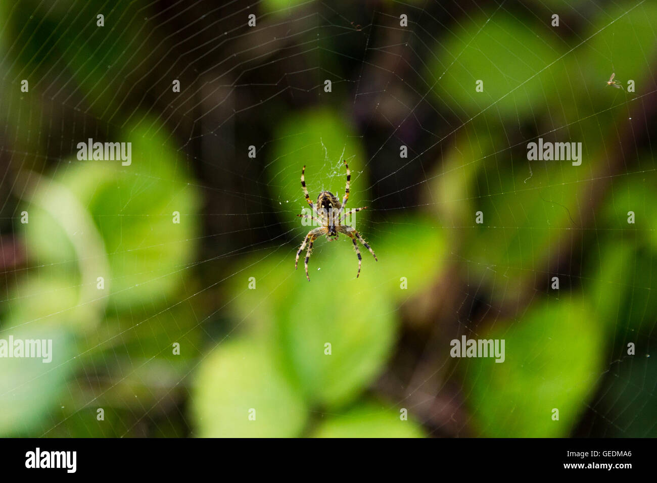 Araneus diadematus (giardino europeo spider, diadema spider, cross spider, o coronato orb weaver), un orb-weaver spider, Onore Oak Park, Londra, Inghilterra Foto Stock