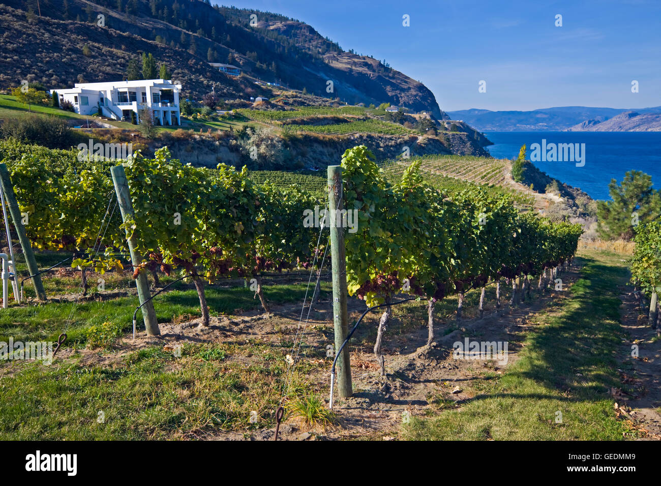 Geografia / viaggi, Canada, British Columbia, Summerland, filari di viti a Bonitas Cantina Summerland, Okanagan-Similkameen regione Okanagan, British Columbia, Foto Stock