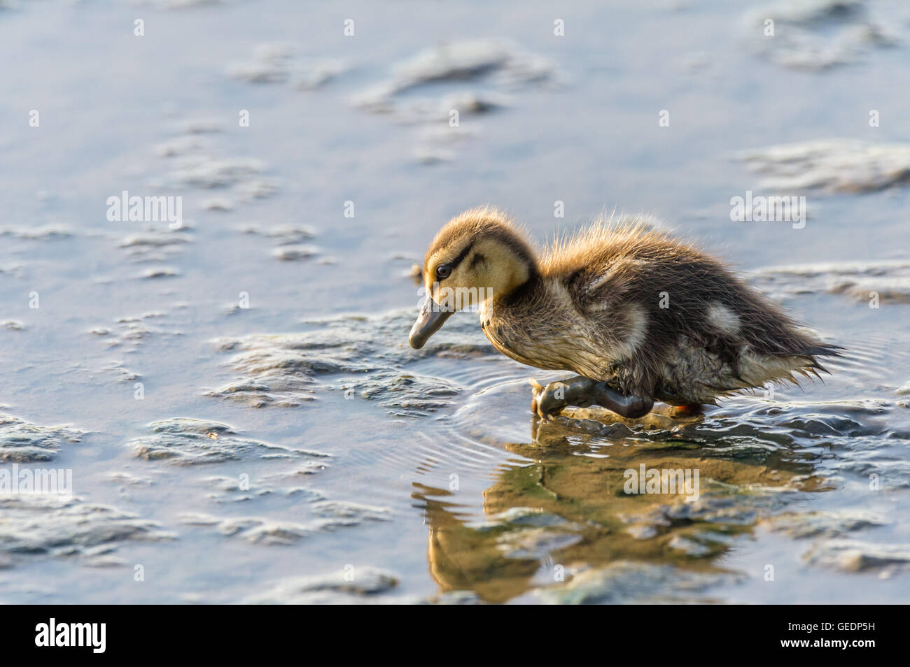 Giovani Mallard chick guadare acqua e fango in cerca di cibo. Foto Stock