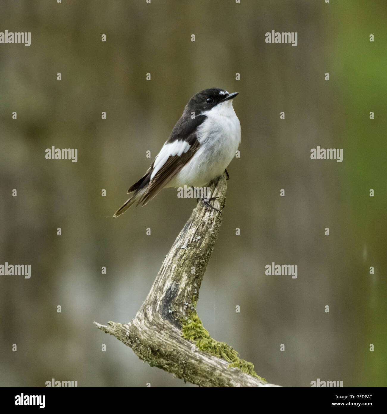 Pied Flycatcher, RSPB Ken-Dee paludi, vicino a Castle Douglas, Dumfries and Galloway, Scozia Foto Stock