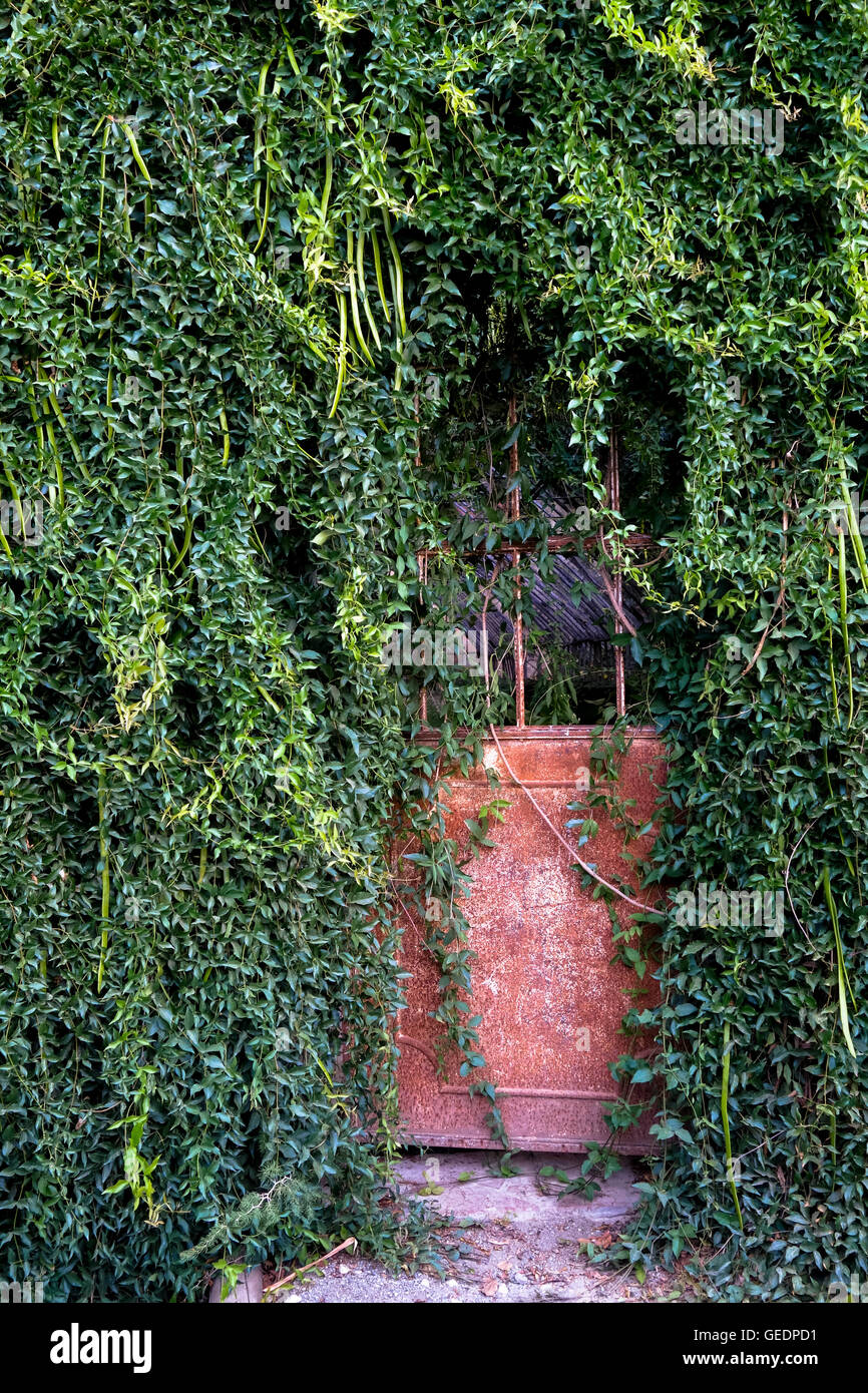 Ricoperta di ferro arrugginito porta della antica casa verde con gatti claw superriduttore, giardino botanico, Malaga, Andalusia. Spagna. Foto Stock