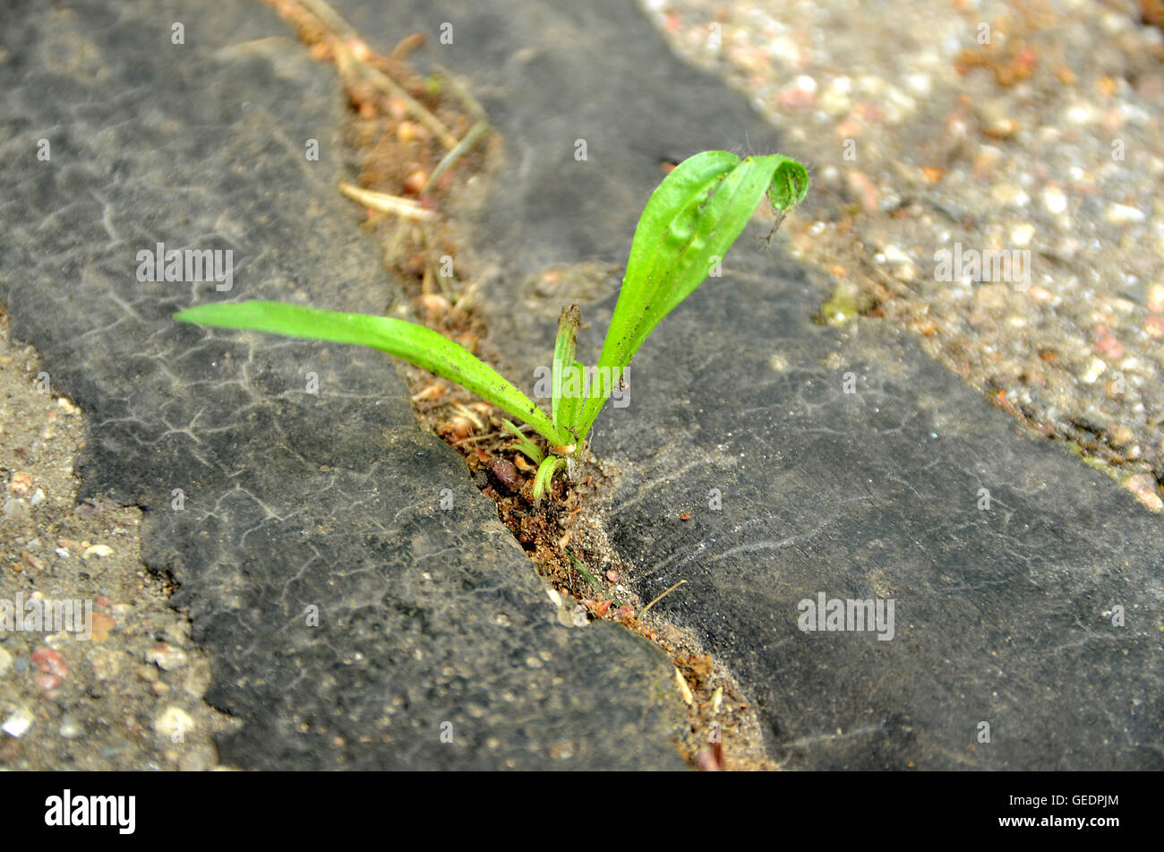 Un testardo pianta fa il suo modo attraverso una crepa in asfalto che è anche stato riparato con tar. Foto Stock