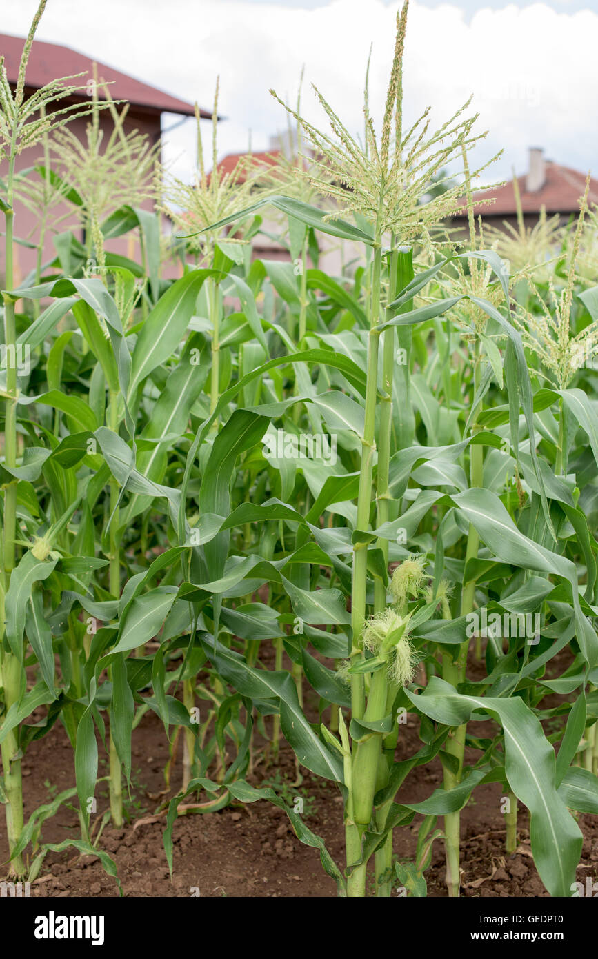 Parte di piante di mais in un orto Foto Stock