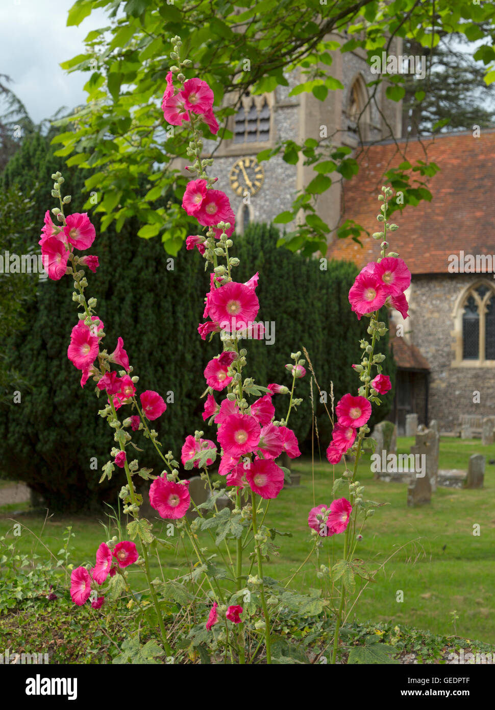 Hollyhocks fiori nel villaggio di Hambleden Buckinghamshire Regno Unito verso la fine di luglio Foto Stock