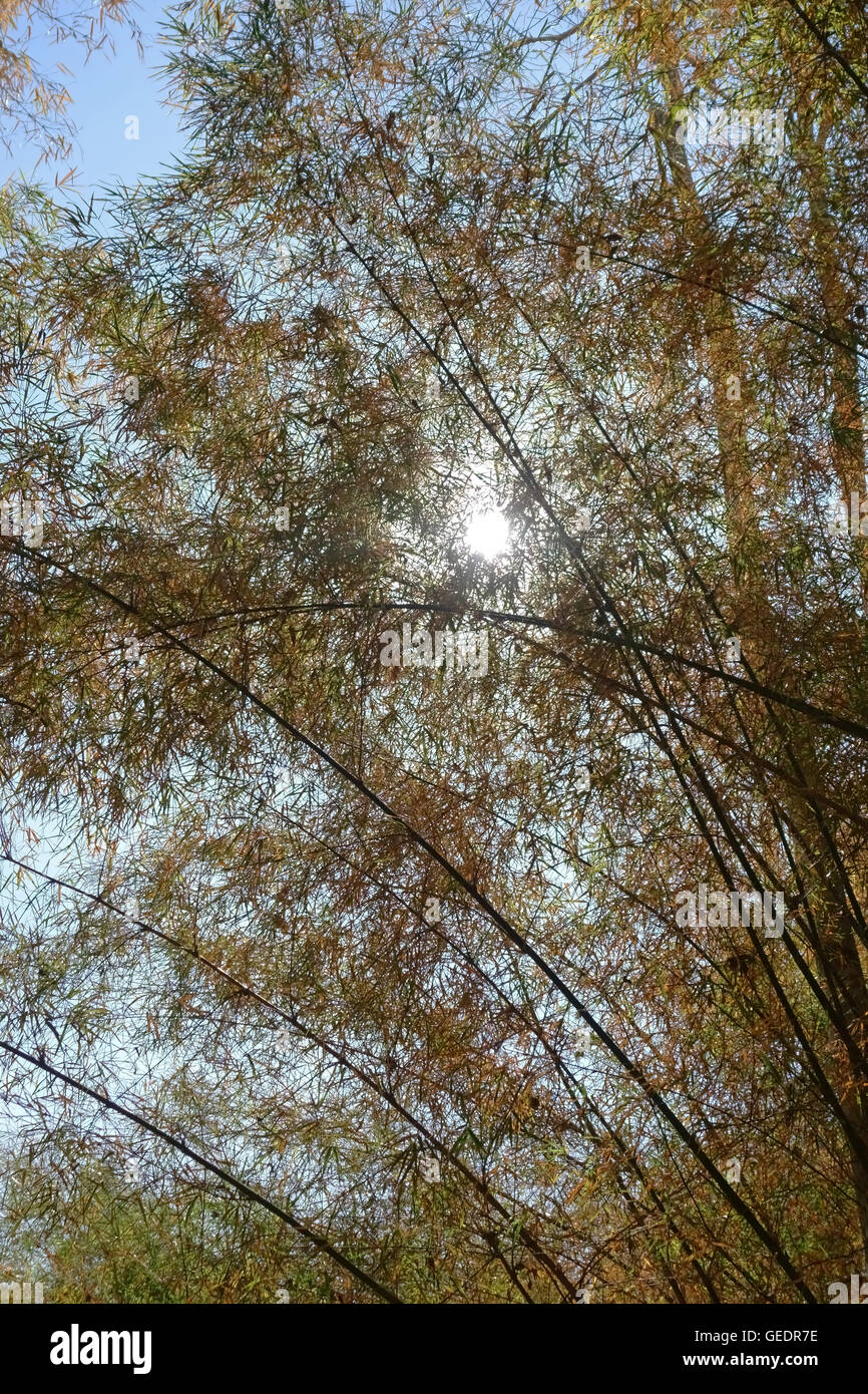 A strapiombo di germogli di bambù con il sole tropicale rottura attraverso le foglie nella valle del Fiume Kwai, Thailandia Foto Stock