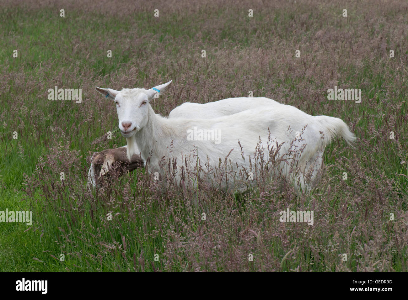 Tipo di Saanen capra il pascolo fioritura Yorkshire nebbia erba, Holcus lanatus, Giugno Foto Stock