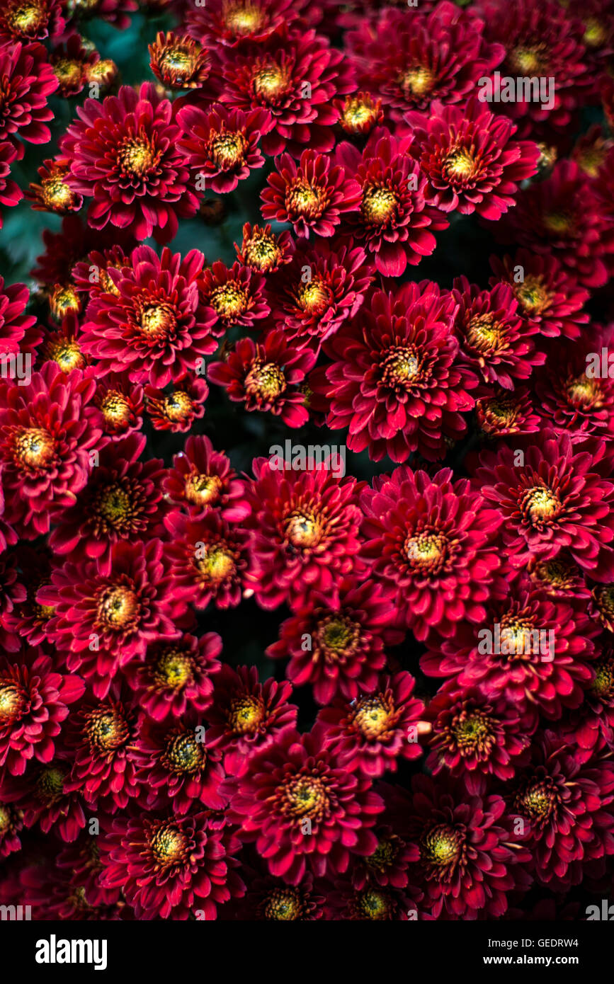 Crisantemo rosso fiori, ad alto angolo di visione Foto Stock