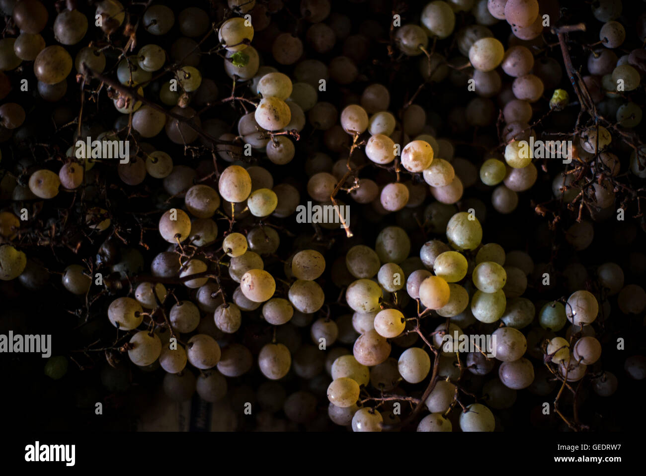 Uve fresche in gabbia, ad alto angolo di visione Foto Stock