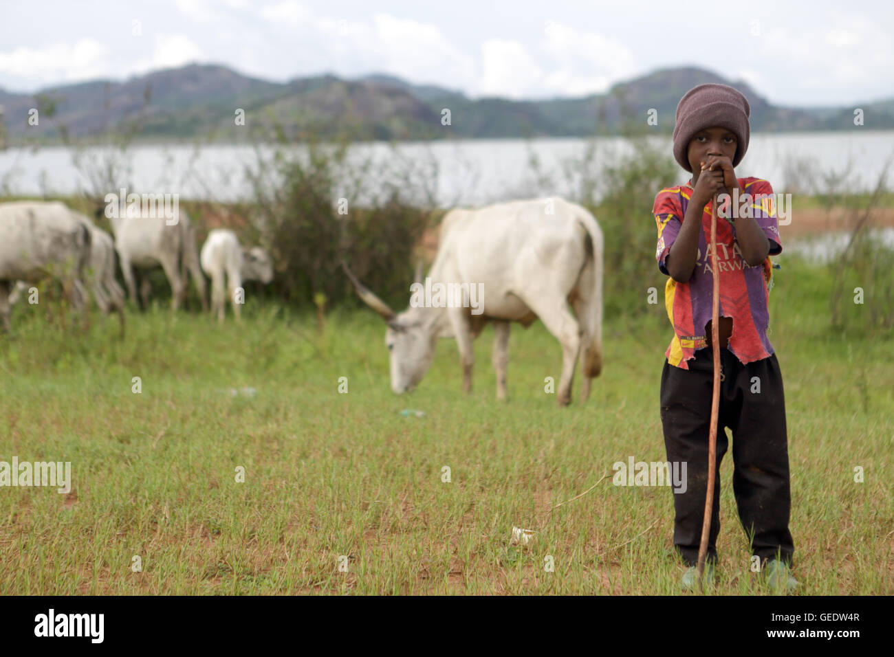 Un giovane pastore da Fulani persone orologi come la sua mandria sfiora da Osama Dam, Abuja, Nigeria Foto Stock