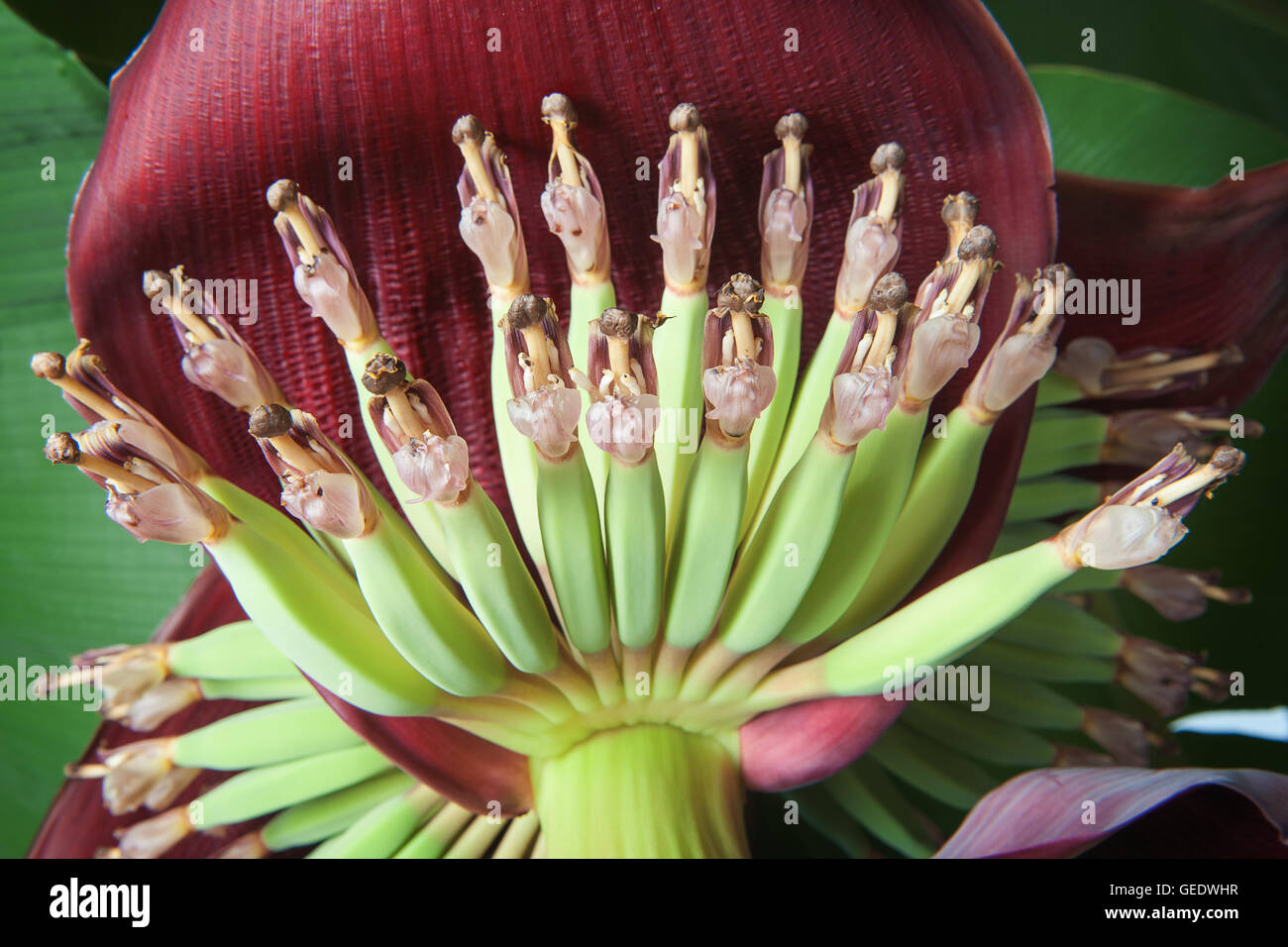 Banana fiore in giardino Foto Stock