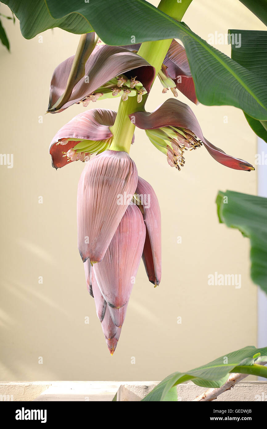 Banana fiore in giardino Foto Stock