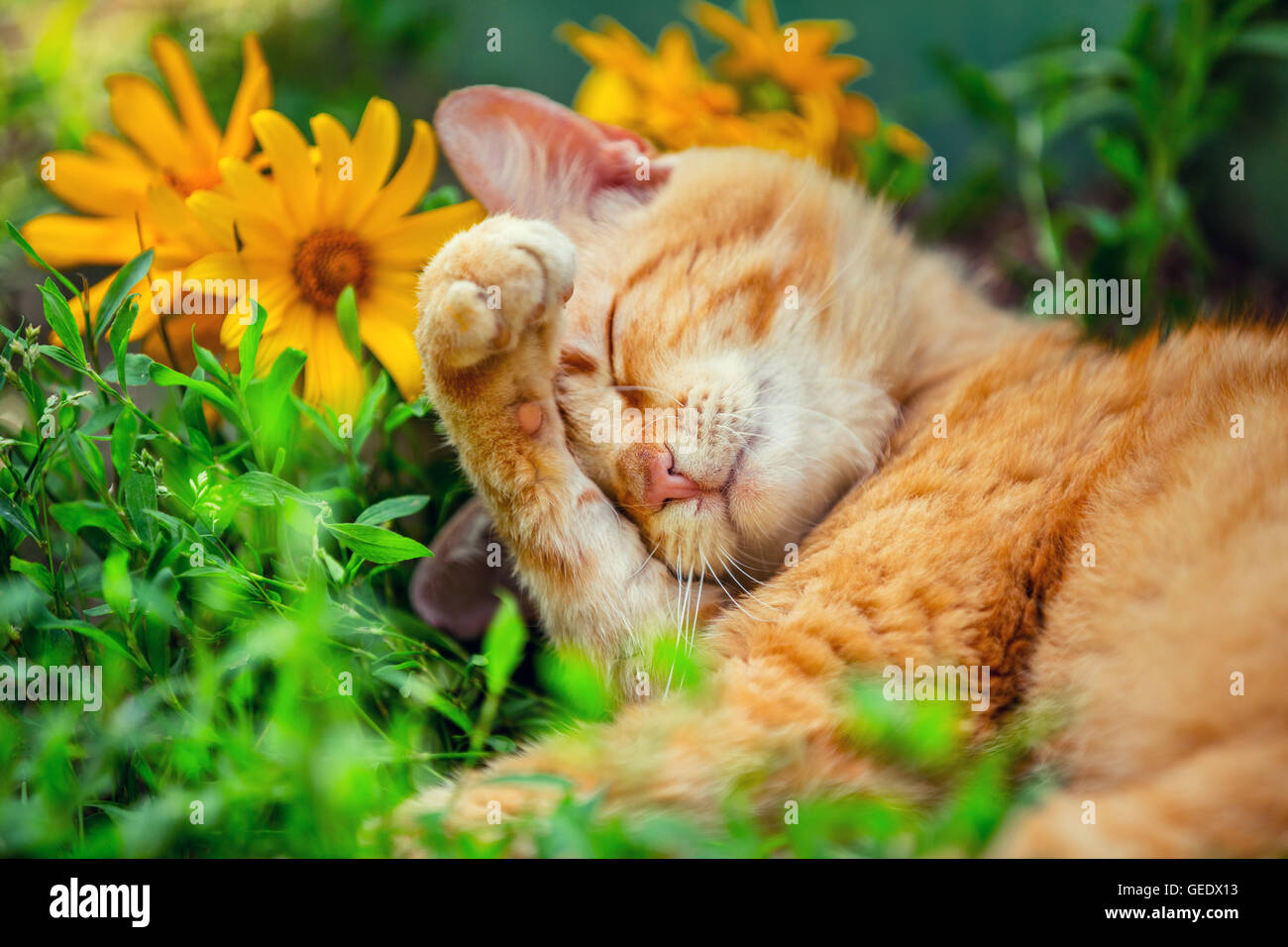 Cute cat dormire sul prato con fiori Foto Stock
