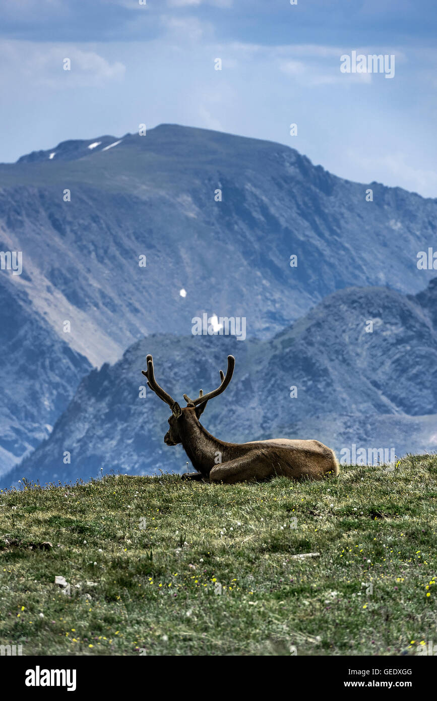 Elk poggiante sulla cima della montagna in Rock Mountain National Park, COLORADO, Stati Uniti d'America Foto Stock