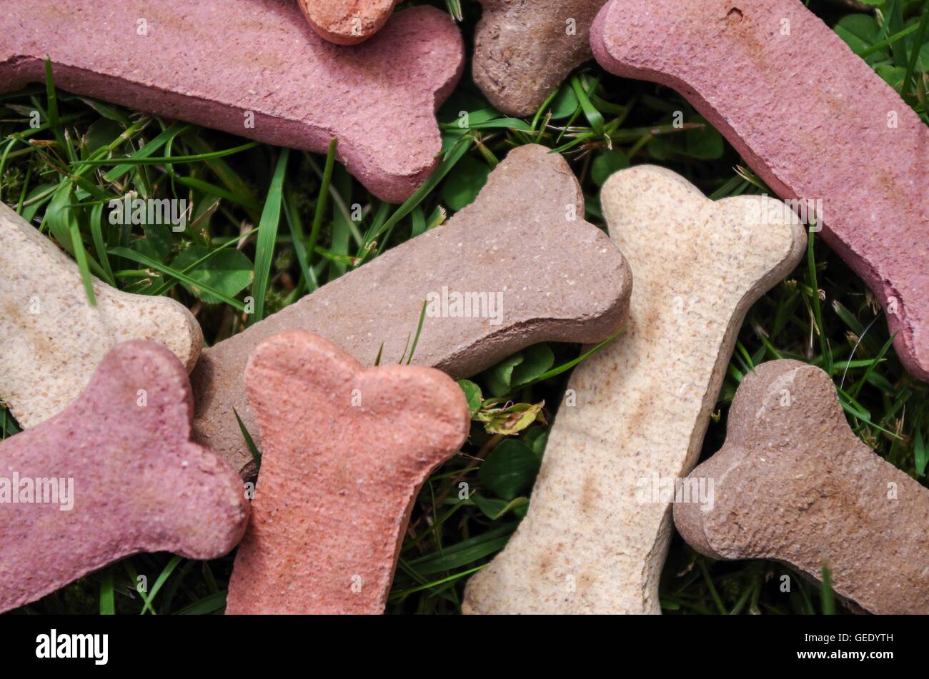 Biscotti di cane sull'erba Foto Stock
