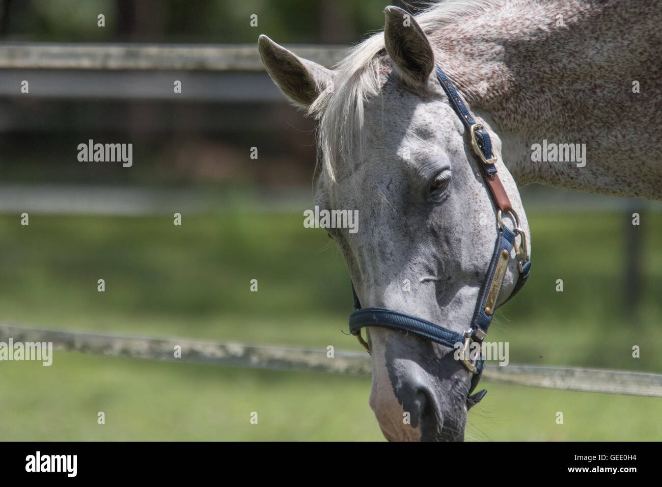 Dipingere la testa di cavallo immagini e fotografie stock ad alta  risoluzione - Alamy