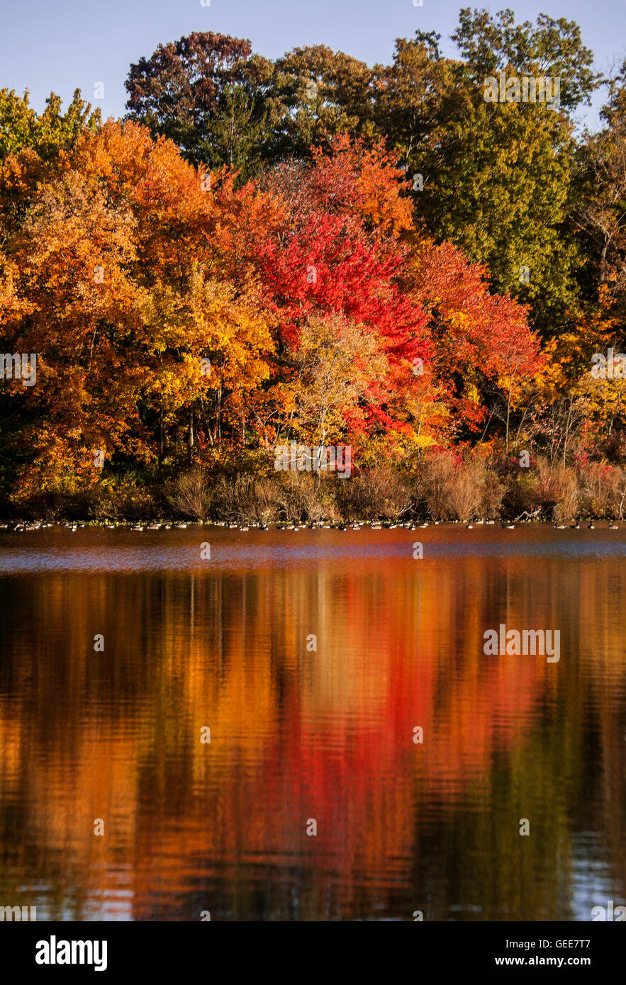 Abstract woodland fusione di colori, colori d'autunno alberi riflettendo in  un lago, la Mercer County, New Jersey, USA, noi colorato giardino stagno  colori, natura Foto stock - Alamy