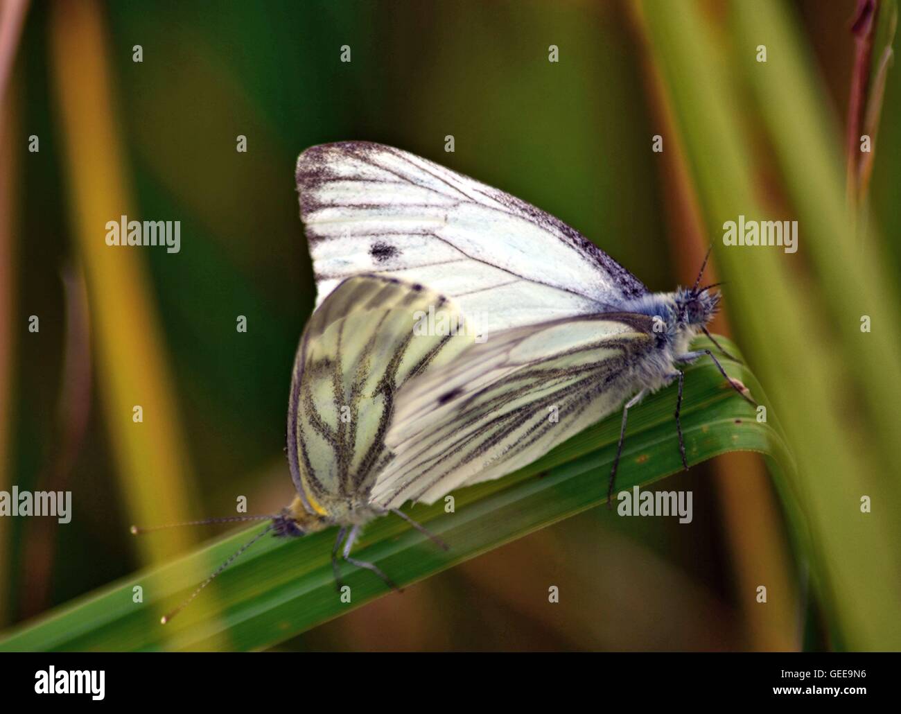 Un'immagine orizzontale di due cavolo farfalle bianco giacente in direzione opposta all'altro su una lama di erba Foto Stock