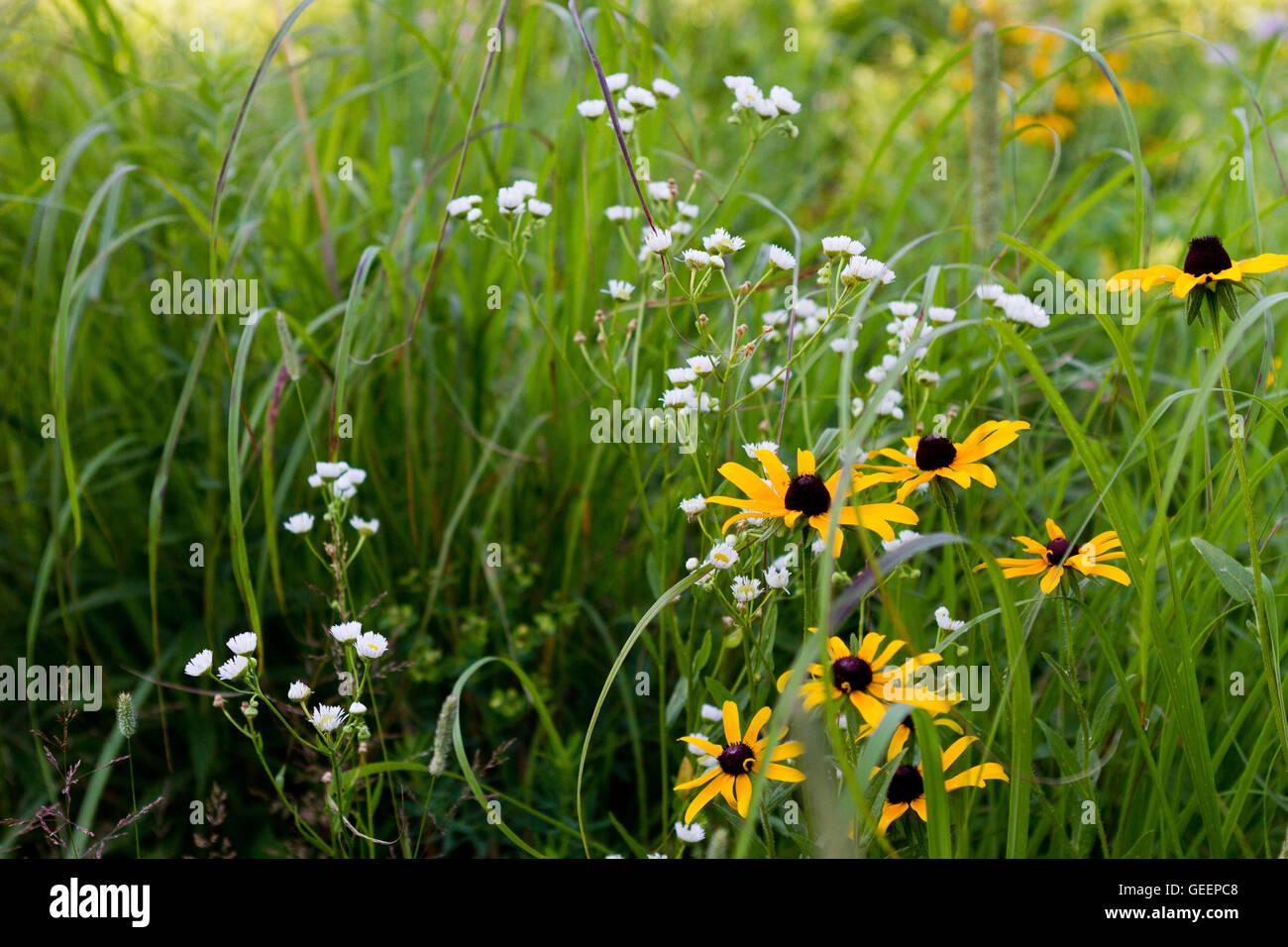 Black Eyed Susans circondato da native prairie erba al tramonto Foto Stock