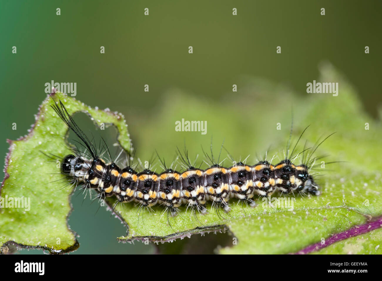 Gazza moth larva alimentazione su senecio (fireweed) Foto Stock