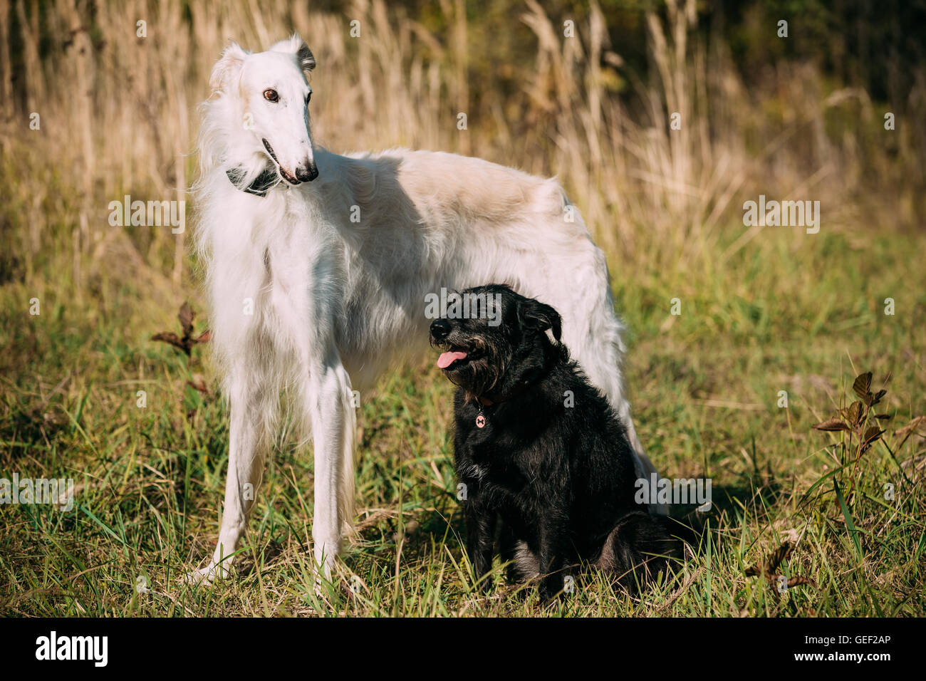 Di piccole dimensioni di colore nero di razza mista e di cane da caccia e White Russian cane, Borzaya stare insieme all'aperto Foto Stock
