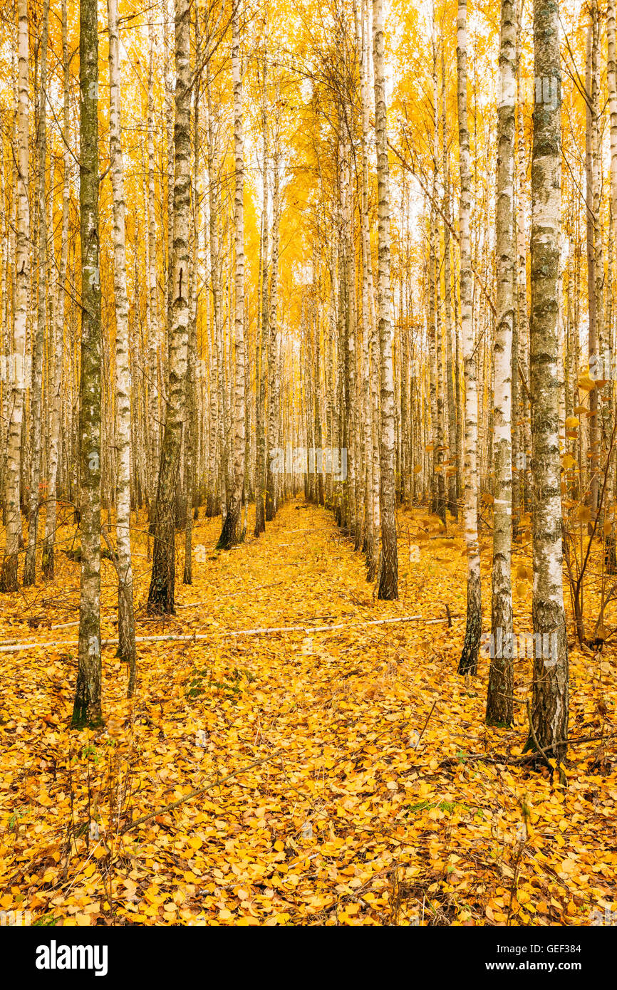 Di Betulle In autunno boschi foresta. Il fogliame di colore giallo. Nessuno. Foresta di russo. Foto Stock