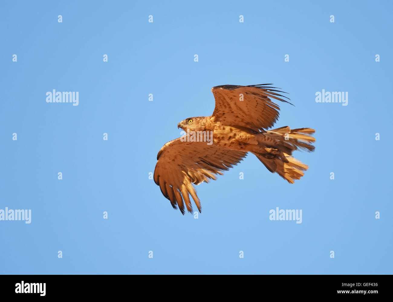 Corto-toed eagle, piume di coda mancante Foto Stock