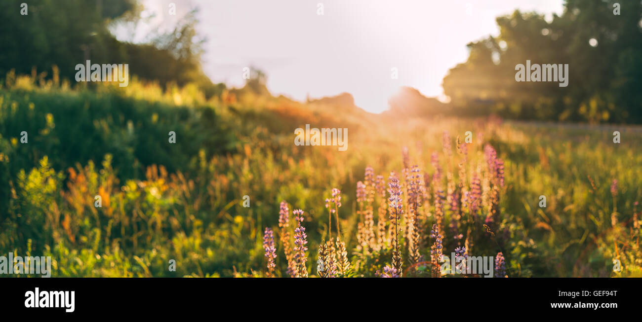 Vista panoramica della Bloomy radura di fiori selvatici di lupino in Primavera Estate Prato Campo nel sole del tramonto Sunrise. Lupinus, Foto Stock