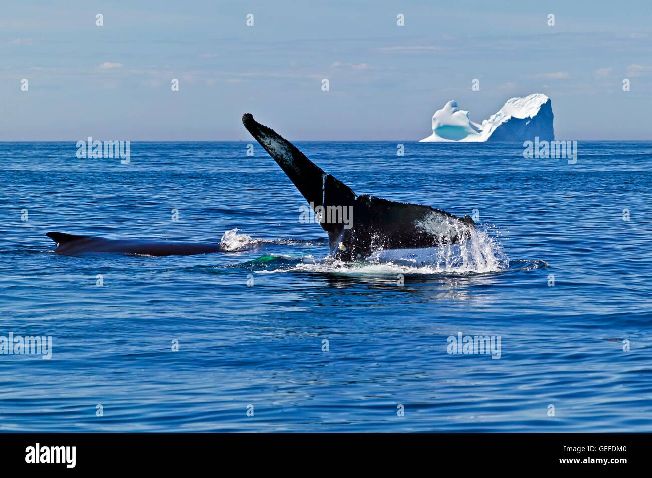 Zoologia / animali, mammifero / di mammifero, Humpback Whale, Megaptera novaeangliae, iceberg, Terranova, la penisola a nord, Canada, Foto Stock