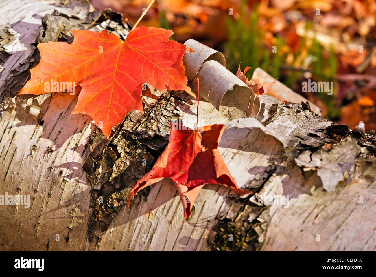 La botanica, Rosso lascia cadere nella foresta vicino Rock Lake in Algonquin Provincial Park, Ontario, Canada, Foto Stock