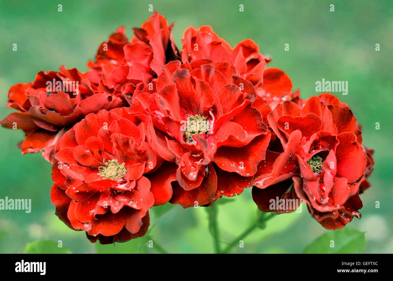 Fiori di colore rosso nel giardino sfondo verde, giardino, fiori, floreali, scatti, bokeh, alta dinamica, ricchi di colori, rosso brillante. Foto Stock