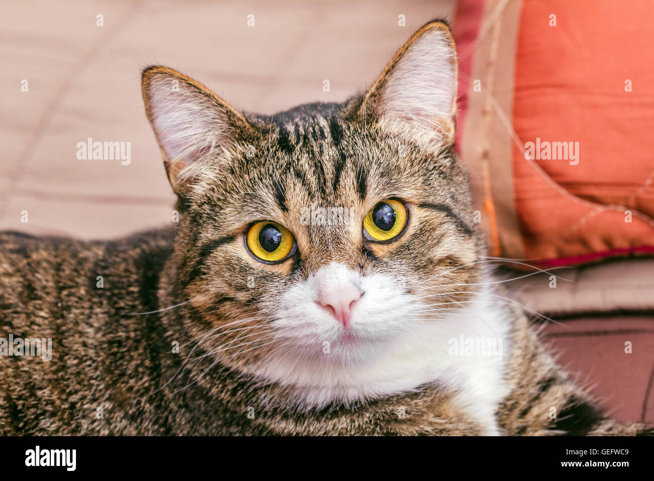 Il Portrait di smart striped cat modello simile Foto Stock