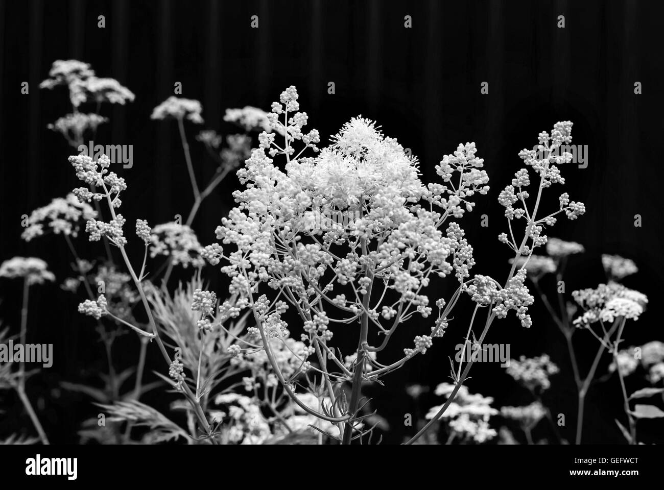 Stile fiori estivi in bianco e nero per la fantasia Foto Stock