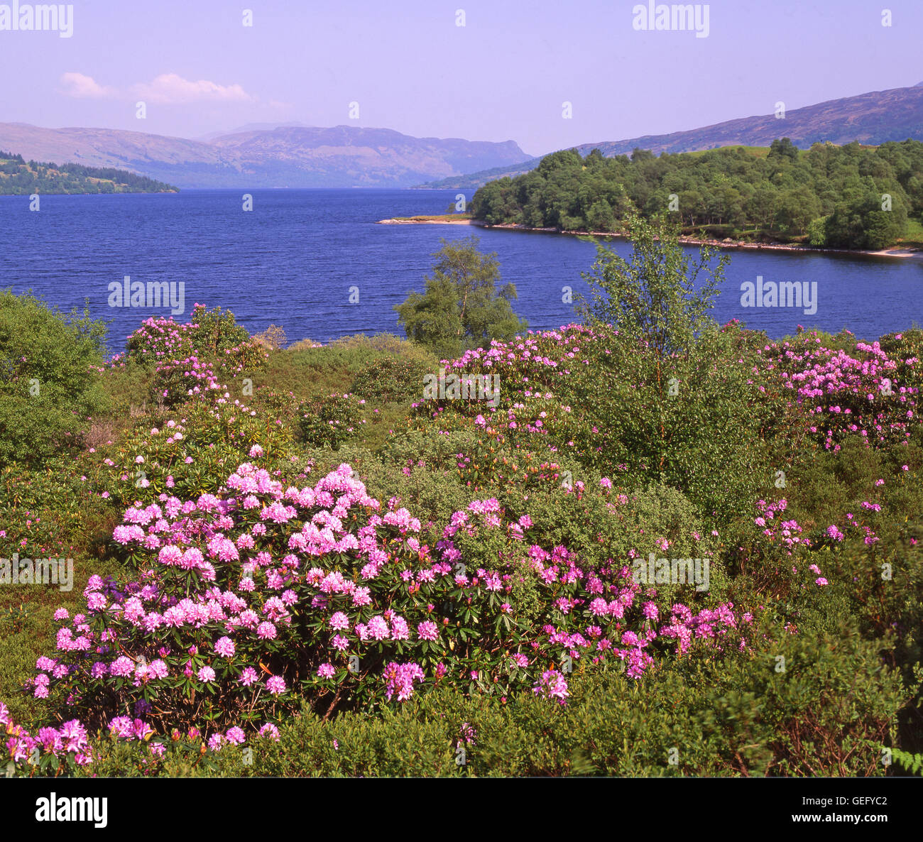 La primavera di scena sul Loch Katrine,Trossachs Foto Stock
