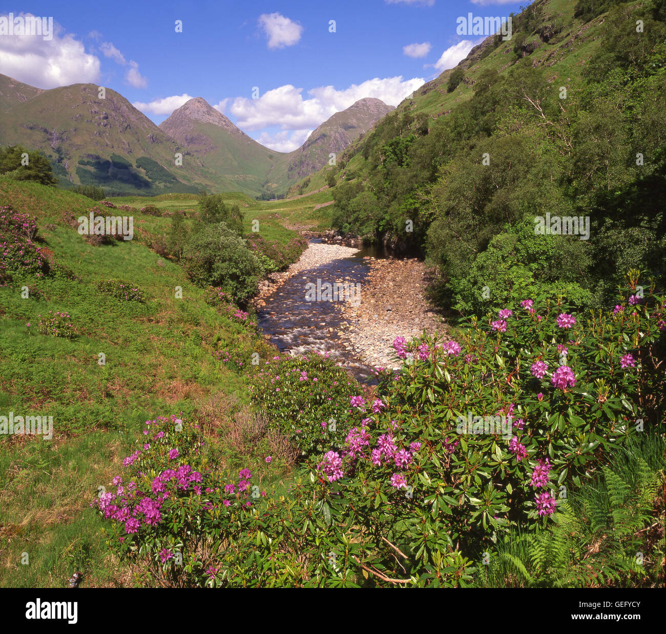 Primavera in scena a Glen Etive, Argyll Foto Stock